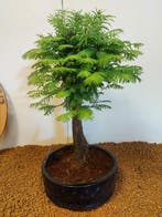 Bonsaï Sequoia côtiers/sapin d’eau (Sequoia) - Hauteur