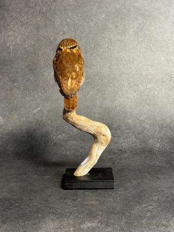 ijzerachtige dwerguil Taxidermie volledige montage -, Collections