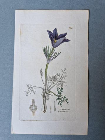 Lot with 24 plates from Sowerbys English Botany or Coloured
