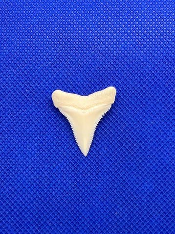 Witte haai Tand - Carcharodon carcharias - 28 mm - 25 mm - 3