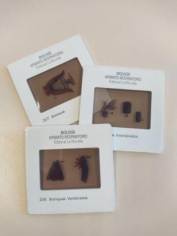 Unknown, no brand 180 Educational Slides: Biologia, Nieuw