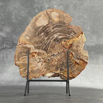 C- Magnifique grande tranche de bois pétrifié sur un socle
