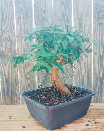 Bonsaï de Grenadier Commun (Punica granatum) - Hauteur