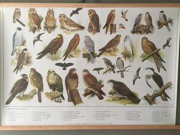 slijper - Schoolplaat poster Uilen en Roofvogels