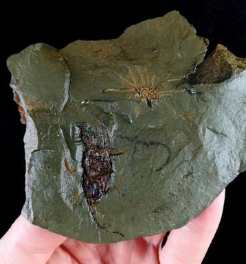 Primitieve stekelhuidigen - Eocrinoïdea!!! - Gefossiliseerd