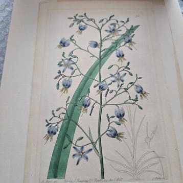 S. Watts - Original Hand-Coloured Etching, unique and rare
