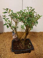 Bonsaï Neige de Juin (Serissa foetida) - Hauteur (arbre) :