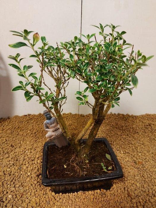 Bonsaï Neige de Juin (Serissa foetida) - Hauteur (arbre) :, Antiquités & Art, Curiosités & Brocante