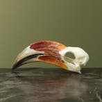 Von der Deckens Tok M Schedel, Verzamelen, Ophalen of Verzenden, Nieuw, Vogel, Opgezet dier