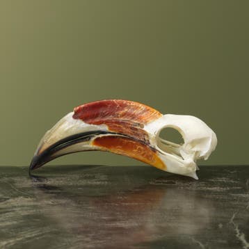 Von der Deckens Tok M Schedel, Verzamelen, Ophalen of Verzenden, Nieuw, Vogel, Opgezet dier