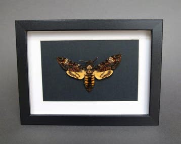 Papillon de nuit Support de corps entier pour taxidermie -