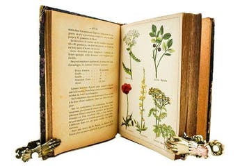 P. J. L. Lehamau - Plantes, remèdes et maladies ou la