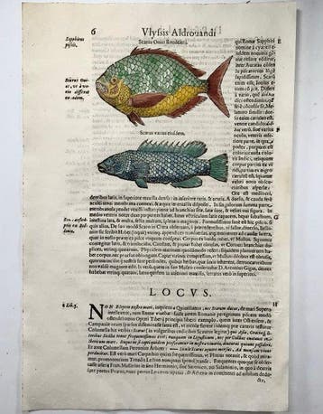 3 folios by Aldrovandi; Fish, Wrasse, Sea Bass, Perch - with
