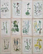 Diedrich Franz Leonhard von Schlechtendal (1794 / 1866) -