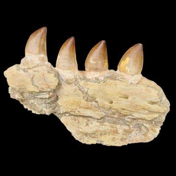 Fossil mosasaur jaw - Gefossiliseerde kaak - Mosasaurus, Verzamelen