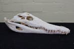 Grand crocodile du Nil 38 cm ! Crâne - Crocodylus niloticus