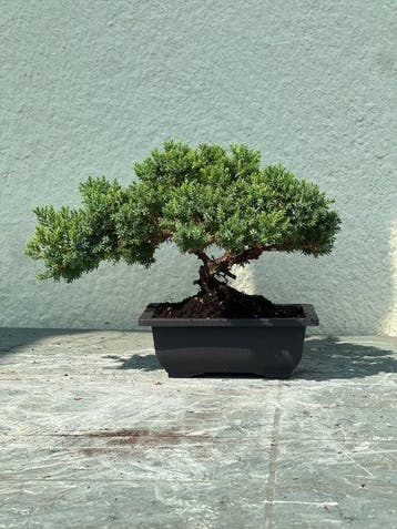 Jeneverbes bonsai (Juniperus) - Hoogte (boom): 18 cm -