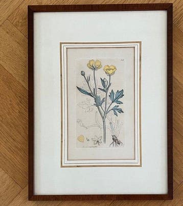 James Sowerby (1757-1822) - Antieke prenten Ranunculus