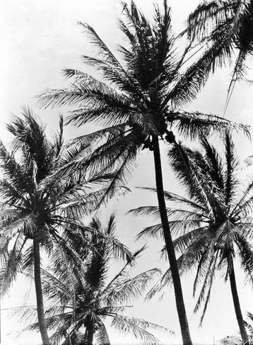 Tina Modotti (1896–1942) - Palm Trees, Mexico 1924