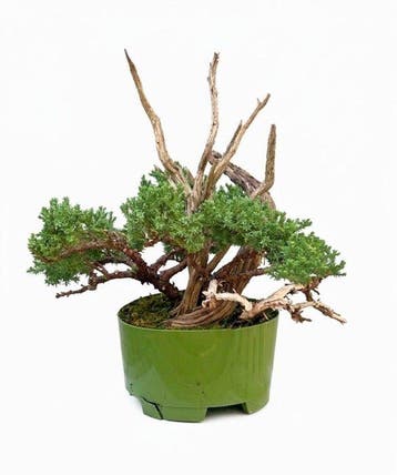 Jeneverbes bonsai (Juniperus) - Hoogte (boom): 25 cm -