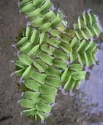 Salvinia Natans - aquarium drijfplant (Aquariumplanten), Ophalen of Verzenden, Nieuw, Plant(en), Steen of Hout