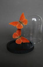 Vlinder Taxidermie volledige montage - Appias nero - 20 cm -, Antiek en Kunst