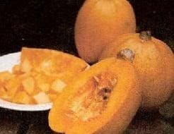 Melonette Jaspee de vendee pompoen basiseenheid zaden, Nieuw