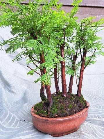forêt de Métaséquoïa dans un pot de bonsaï - Hauteur (arbre)