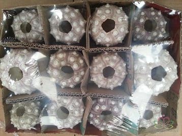 Zeeegel Sputnik 12 stuks, Nieuw