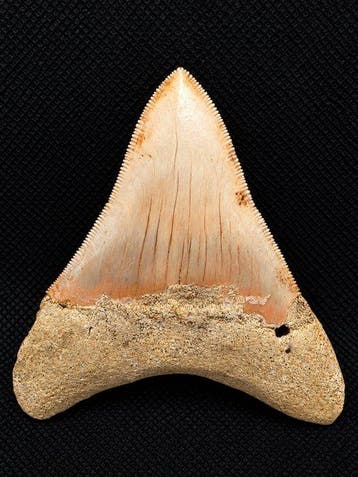 Indrukwekkende Otodus megalodon fossiele tand – 8 cm –