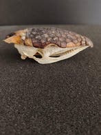 Negenbandig gordeldier-schedel, met huid. Schedel - Dasypus, Verzamelen, Dierenverzamelingen, Nieuw