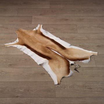 Springbok Huid Taxidermie Opgezette Dieren By Max, Ophalen of Verzenden, Nieuw, Wild dier, Opgezet dier