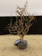 Osaka Bonsai Tree nr 13 - 25x10x37cm - aquascaping boom, Ophalen of Verzenden, Nieuw, Plant(en), Steen of Hout