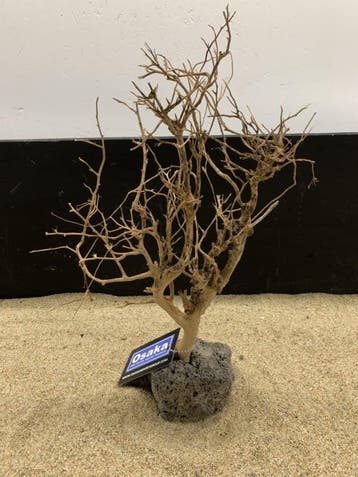 Osaka Bonsai Tree nr 13 - 25x10x37cm - aquascaping boom, Ophalen of Verzenden, Nieuw, Plant(en), Steen of Hout