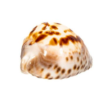 Zoila venusta roseopunctata §§ Pink Deepwater Treasure §§