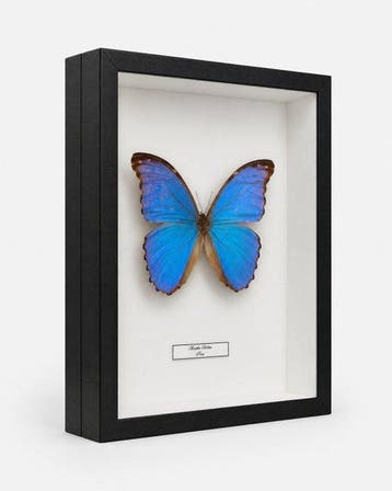 Vlinder Taxidermie wandmontage - Morpho Didius - 30 cm - 23