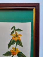 Wild Flowers by Anne Pratt - A set of ten mounted and framed