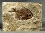 Prachtigste fossiele vis op steen - - Gefossiliseerd dier -
