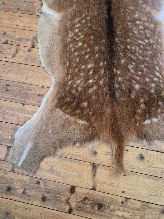 Edelhert Balg - Cervus elafus - 120 cm - 90 cm - 2 cm -, Antiquités & Art, Curiosités & Brocante