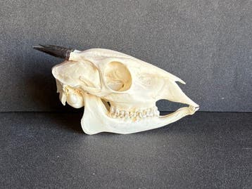 cephalophe Schedel van een zoogdier - Cephalophus nigrifon -