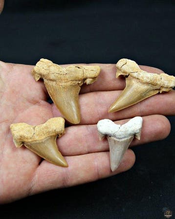 Requin - Dent fossile - Otodus obliquus (Sans prix de, Collections