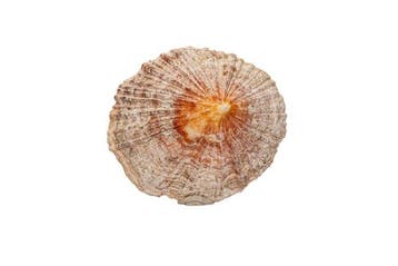 Siphonaria maura GEM | Donkere valse napfschnecke rariteit, Nieuw
