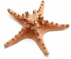 Zeester Philippine Bintang Laut Naturel 17-20 cm Per stuk, Nieuw
