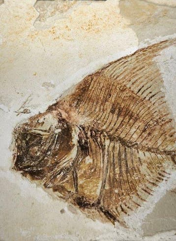 Vis - Fossiele matrix - Aipichthys Velifer mino - 65 mm - 60