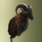 Schaap Taxidermie Opgezette Dieren By Max, Ophalen of Verzenden, Opgezet dier
