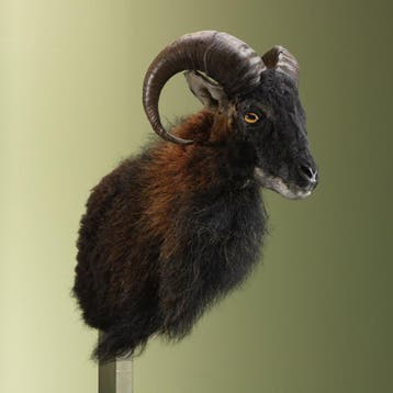 Schaap Taxidermie Opgezette Dieren By Max, Verzamelen, Ophalen of Verzenden, Nieuw, Wild dier, Opgezet dier