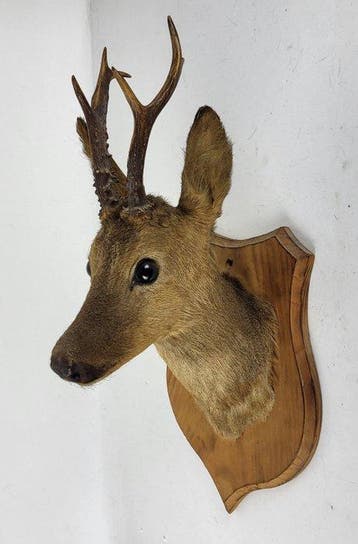 Ree Taxidermie volledige montage - Capreolus capreolus - 57, Collections