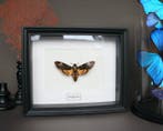 Papillon de nuit Support de corps entier pour taxidermie -