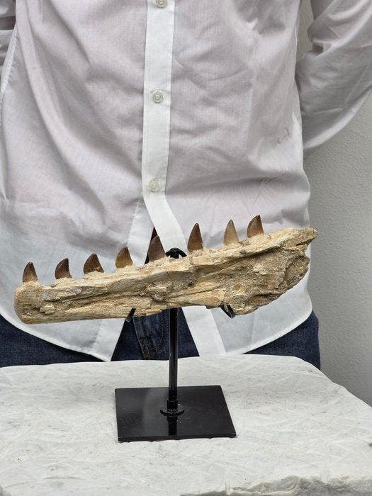 Mosasauriërkaakfossiel uit Marokko - displaystand inbegrepen, Verzamelen, Mineralen en Fossielen