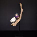Goulds amadine koppel Taxidermie volledige montage -, Verzamelen, Nieuw
